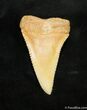 Super Serrated Chilean Carcharodon Tooth #1534-1